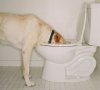 Dog-Toilet.jpeg