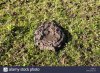 cow-pad-on-a-pasture-zillertal-tyrol-austria-europe-CR6R7X.jpg