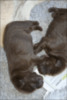 Puppies1.gif