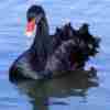 Black_Swan.jpg