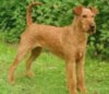 Ter.IrishTerrier.jpg