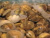 240px-Clams.jpg