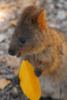 Quokka3.jpg