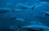 05272011_bluefintuna_large-640x414.jpg