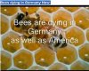 bees1.jpg