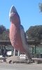 GALAH.jpg