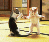 dancing cats.gif