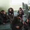 b6509ed4869b7c824ea268a7f97099cf53-12-monkey-office.rsquare.w700.jpg