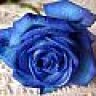 bluerose85