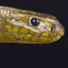 WesternTaipan