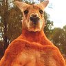 TheBigKangaroo